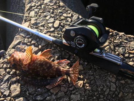 撒き餌しながら穴釣り